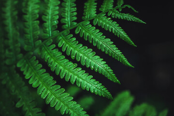 Emerald green fern leaf in dark forest