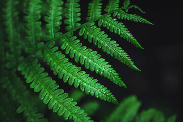 Emerald green fern leaf in dark forest