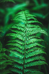 Emerald green fern leaf in dark forest