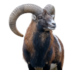 mountain goat on a white background