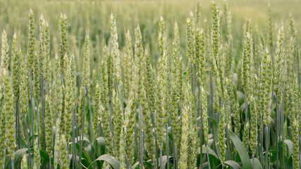 Green wheat field with close-up of ears of wheat