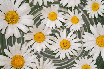 Close-up of daisies on white and dark green background. One flower with smiling face on it