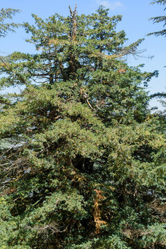 Taxus baccata (European yew) tree in Chelia National Park, Algeria