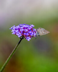 Papillon posé sur une fleur mauve