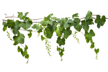 Hanging jungle vine plant bush of Bush grape or three - leaved wild vine cayratia( Cayratia trifolia) liana ivy plant, transparent background (PNG). Generative AI.  - obrazy, fototapety, plakaty