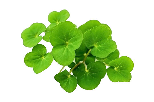 Close - up clover - shaped green leaf of Oxalis corniculata or creeping woodsorrel plant , transparent background (PNG). Generative AI. 