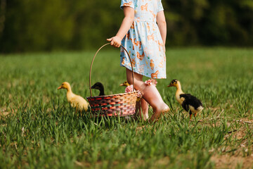 child playing with baby ducks in a field of grass