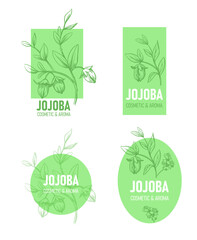 Jojoba plant illustration. Vector. label design, packaging - obrazy, fototapety, plakaty