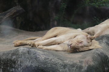 lion cub sleeping