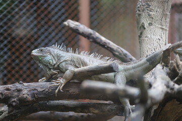 iguana on a branch