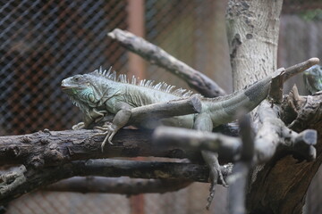 iguana on tree