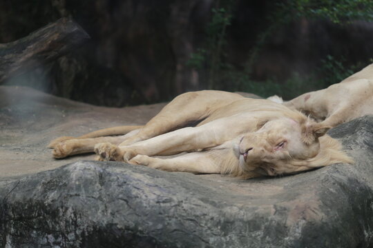 sleeping lion cub