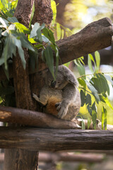 Sleeping Koala hanging on the tree