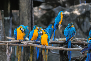 crowed of macow parrots