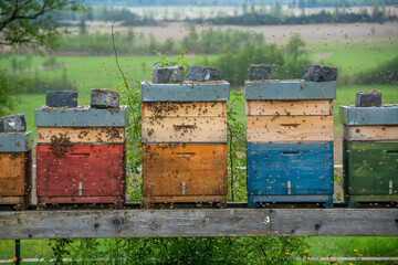 Bienenstock