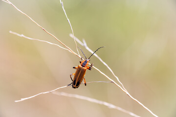 Macro Close-up wild Margined Leatherwing Beetle Hanging in there on plant branch with creamy natural soft Bokeh background