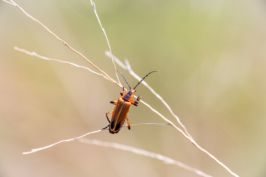 Macro Close-up wild Margined Leatherwing Beetle Hanging in there on plant branch with creamy natural soft Bokeh background