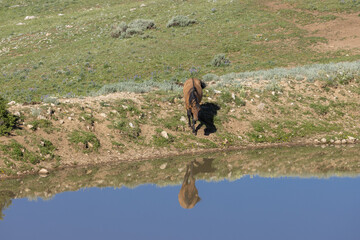 Wild Horse at a Waterhole in the Pryor Mountains Montana in Summer