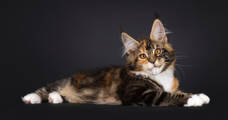 Naklejka na ściany i meble Fantastic tortie Maine Coon cat kitten, laying down side ways. Looking straight towards camera. Isolated on a black background.