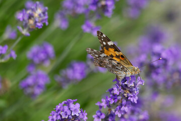 Painted Lady (Vanessa cardui) butterfly perched on lavender in Zurich, Switzerland