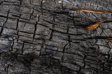 Verkohltes Holz