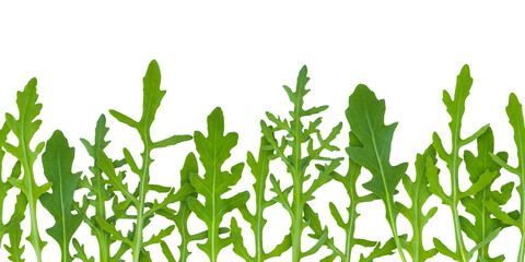 Arugula or rocket leaves seamless horizontal border isolated transparent png. Eruca vesicaria green...