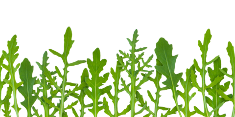 Arugula or rocket leaves seamless horizontal border isolated transparent png. Eruca vesicaria green vegetable pattern. Leafy greens.