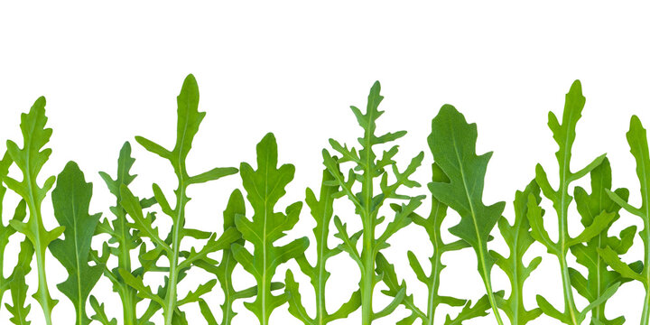 Arugula or rocket leaves seamless horizontal border isolated transparent png. Eruca vesicaria green vegetable pattern. Leafy greens.
