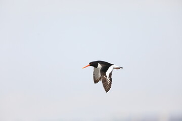 Eurasian Oystercatcher (Haematopus ostralegus) flying in Japan