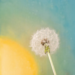 one dandelion on a gentle background