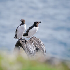 razorbill