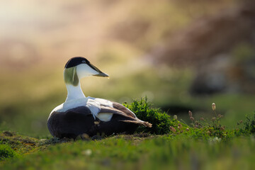 Eider Duck