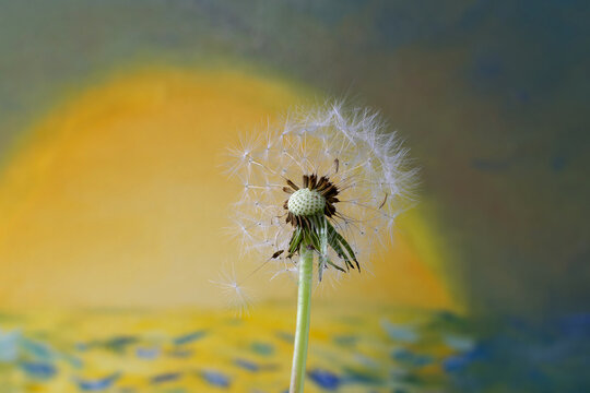 Dandelion seeds on an abstract bright background