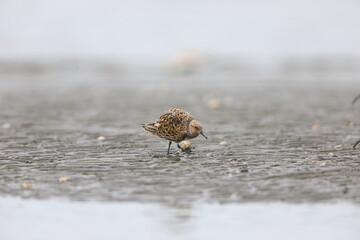 Sanderling sandpiper (Calidris alba) in Japan