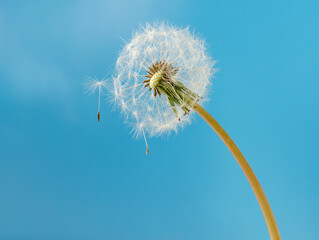 White dandelion with seeds on a blue background