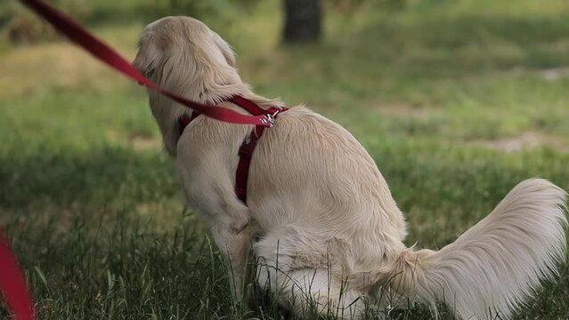 Golden retriever. golden retriever pooping. Golden retriever pooping in the park, garden, pooping on the grass. A golden retriever on a leash poops on the grass. dog pooping on a leash for a walk