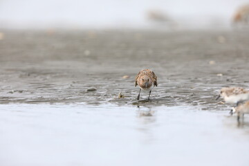 Sanderling sandpiper (Calidris alba) in Japan