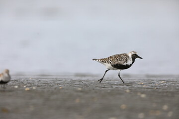 Grey plover or Black-bellied plover (Pluvialis squatarola) in Japan