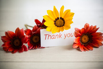 Beautiful red and yellow Gazania flowers with a thank you card