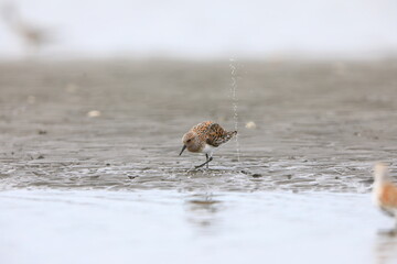 Sanderling sandpiper (Calidris alba) in Japan