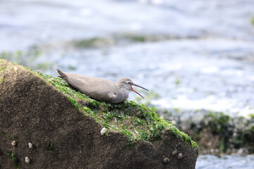 Wandering Tattler (Tringa incanus) in Japan