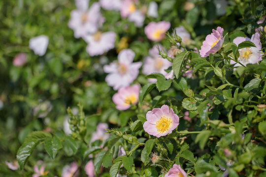 Blooming dog rose hedge (Rosa canina). Copyspace.