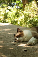 Naklejka na ściany i meble sleepy cat on the path