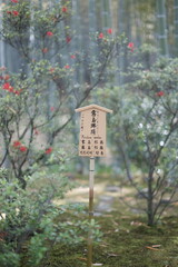 Park in Japan. Kyoto park and garden. Bamboo park and garden 
