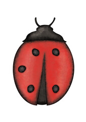 biedronka © Paulina