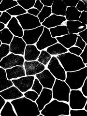 crack ground for abstract background on white background