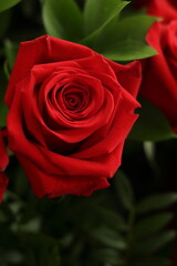 red rose on black background