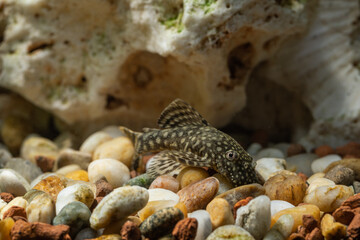 A crustacean clinging to a rock in an aquarium.