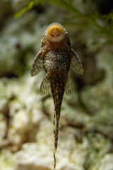Crustacean fish clinging to the glass.