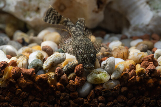 A crustacean clinging to a rock in an aquarium.